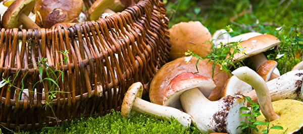 Cueillette de champignons