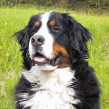 Image - chien