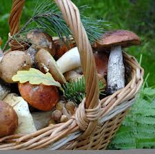 champignons dans un panier