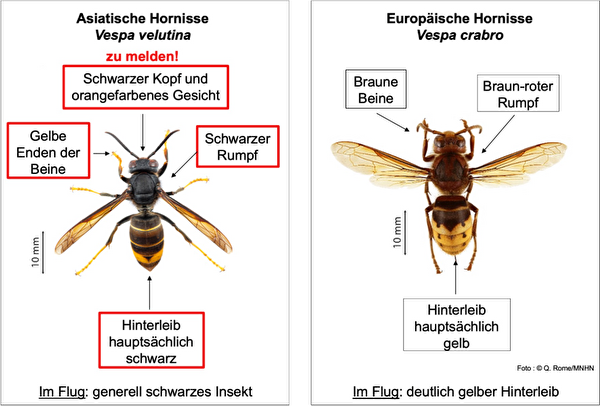 Asiatische Hornisse
