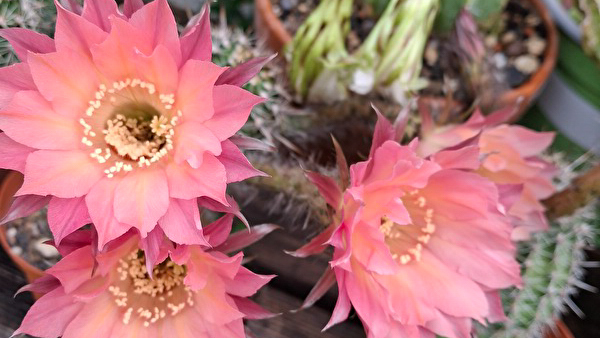 botanischer garten