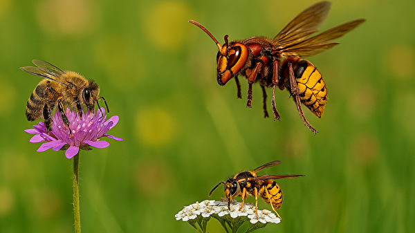 Bienen, Wespen und Hornissen