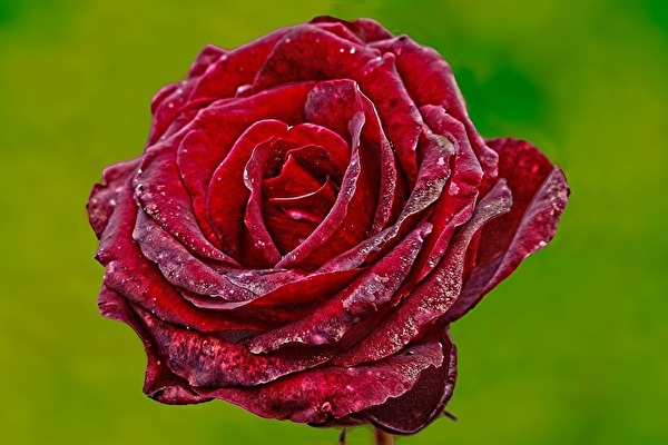 rote Rose