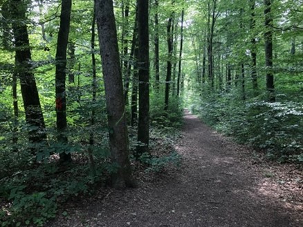 Juni 2023: Der bestehende Waldweg auf Berner Seite wird zum Veloweg ausgebaut und dient temporär als Umleitung für den Langsamverkehr.