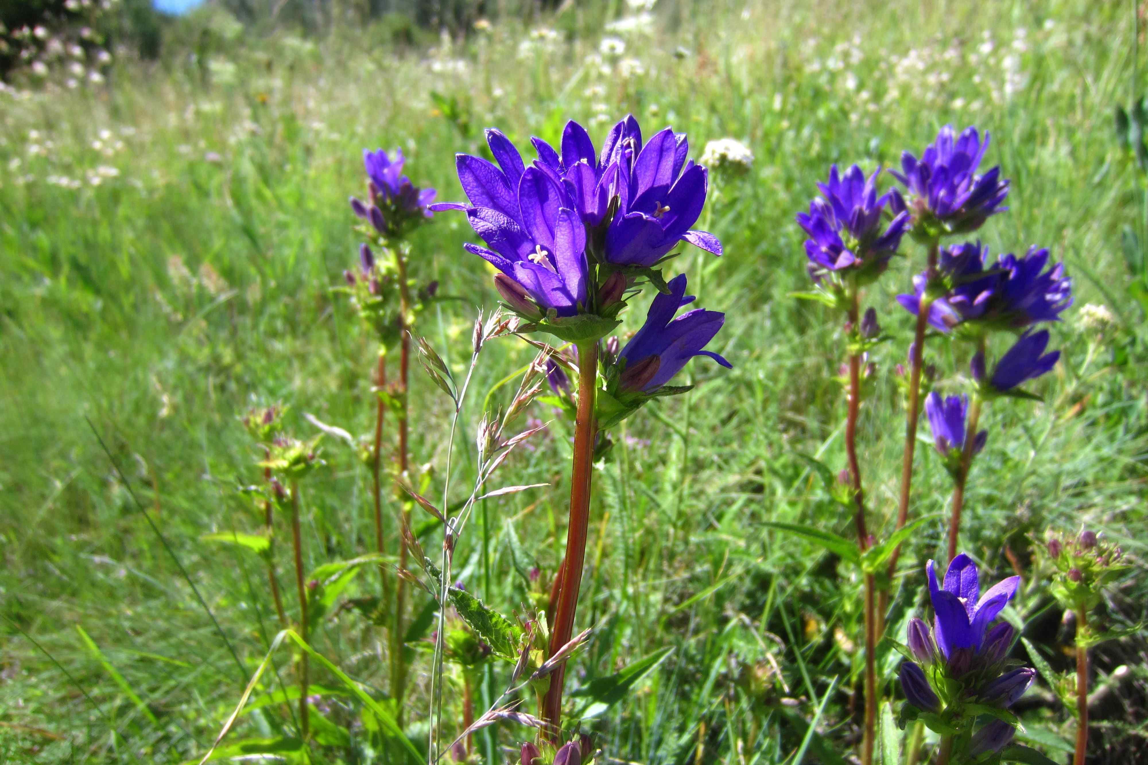 Blumen