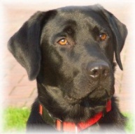 Labrador, schwarz