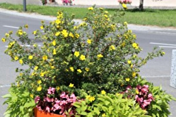 fleurs