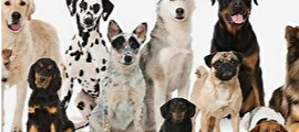 chiens