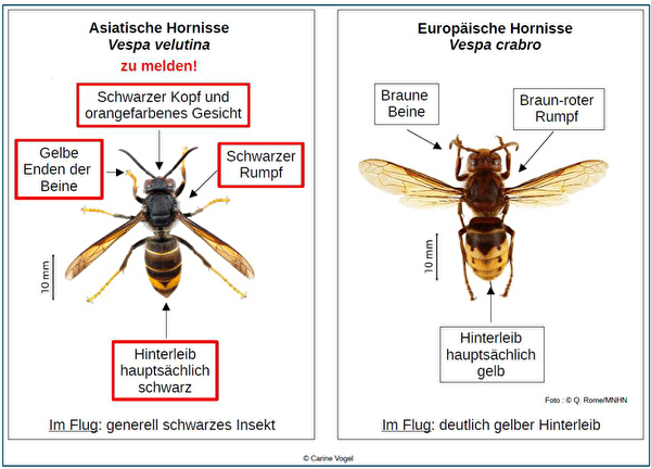 Asiatische Hornisse