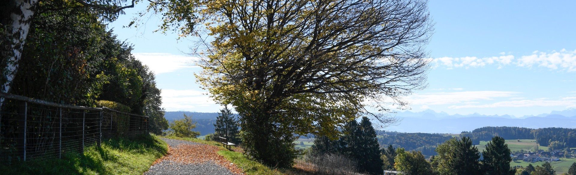 Waldweg