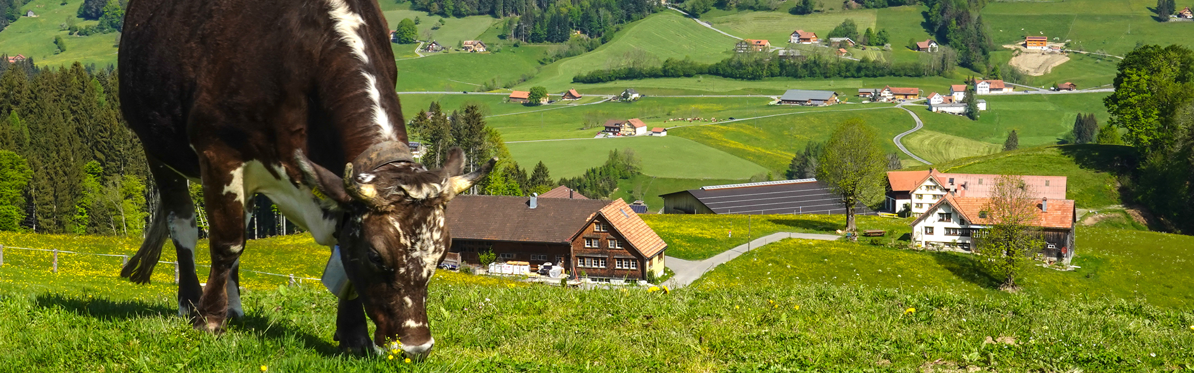Grasende Kuh vor der malerischen Appenzellerlandschaft
