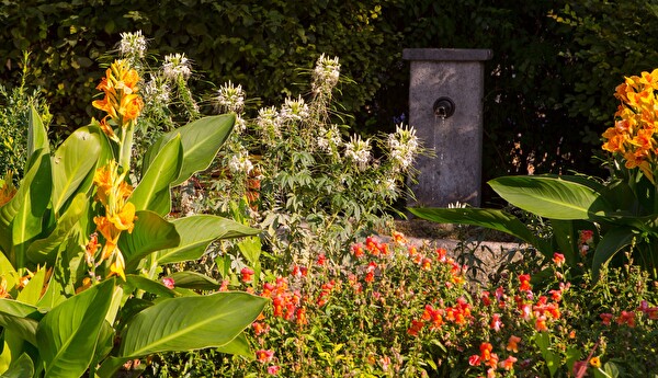 donations de plantes