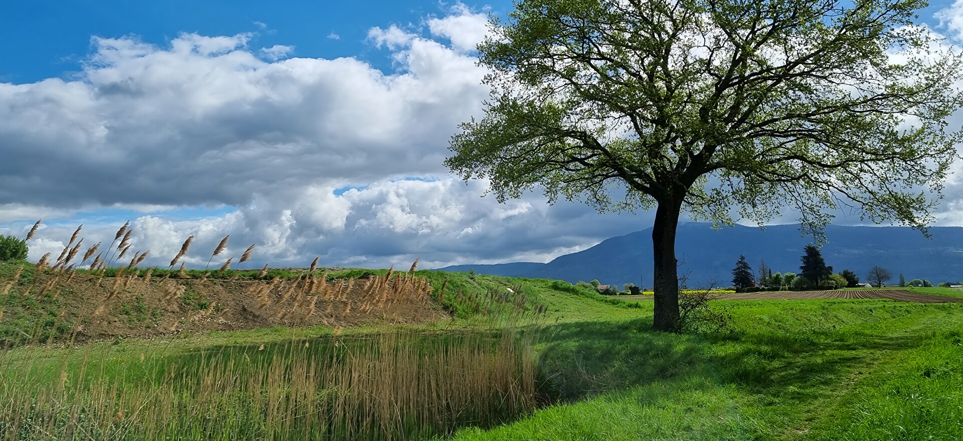 arbre dans la campagne