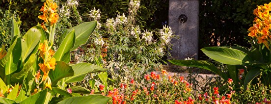 donations de plantes