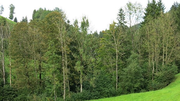 Absterbende Eschen auf einem typischen Eschenstandort an einem Waldrand entlang eines Baches (Foto: Pascal Gmür)