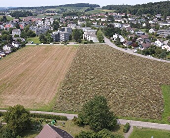 Lüss