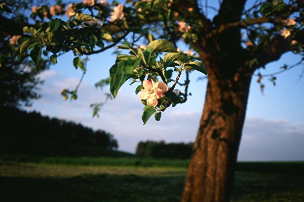 Amtliche Todesanzeige Gäbel geb.Krum Gisela