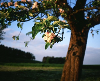 amtliche Todesanzeige Eisenhut Werner