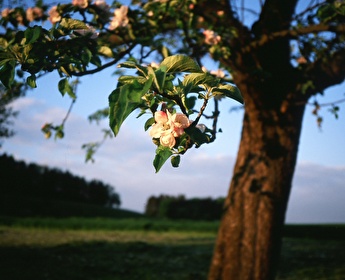 amtliche Todesanzeige Karrer geb. Brassel Klara