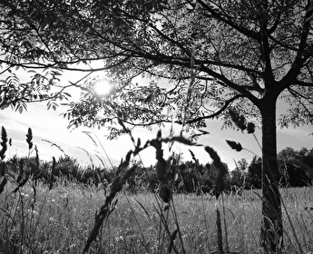 amtliche Todesanzeige Degonda Theodor