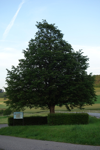 Friedenslinde auf Erli