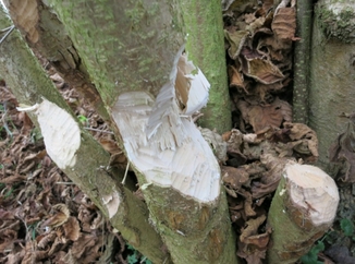 Frass-Spuren Biber