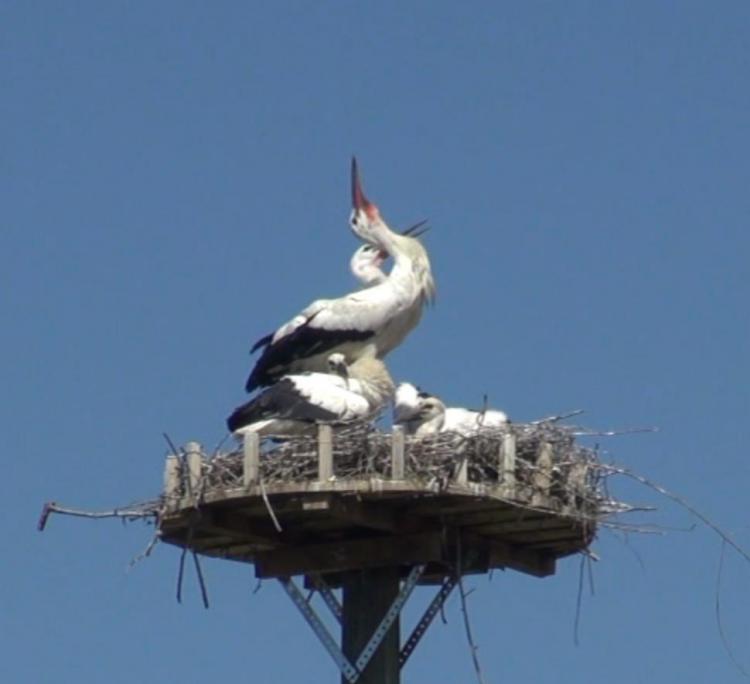Klappernder Storch