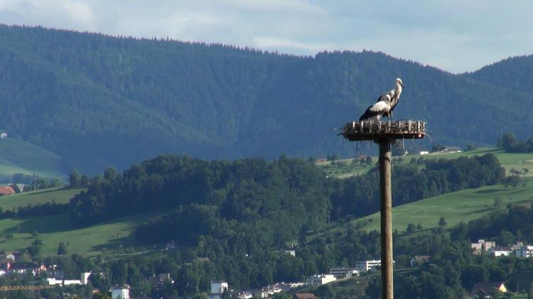 Storch im Nest