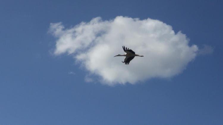 Storch vor weisser Wolke
