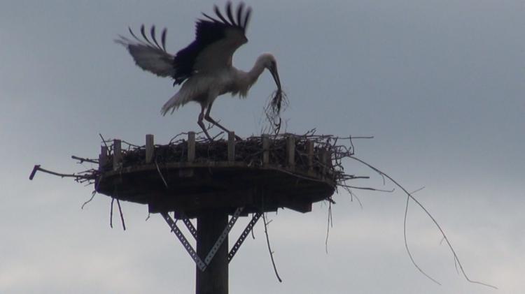 Störche flicken ihr Nest