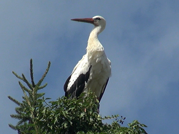 Storch auf Baumwipfel