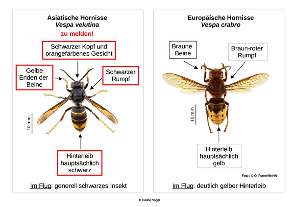 Die Asiatische Hornisse kann mit der Europäischen Hornisse verwechselt werden.