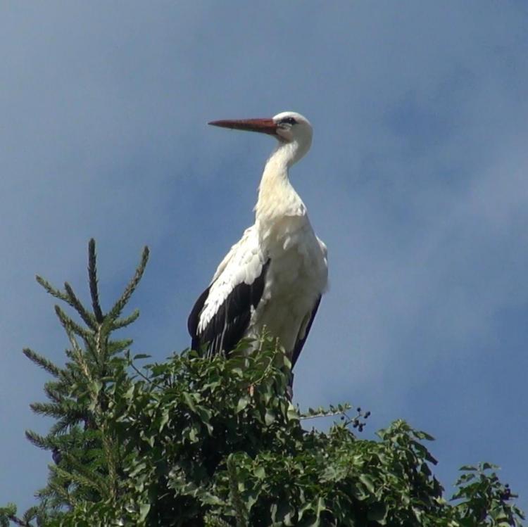 Storch auf Baumwipfel