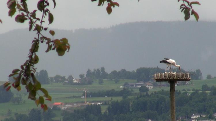 Störche flicken ihr Nest