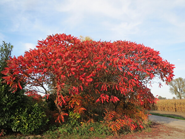 Der Essigbaum ist ein invasiver Neophyt. Er zeigt sich kraftvoll mit roten Blättern. Seine Früchte hängen in dichten Büscheln entlang der Zweige und präsentieren sich ebenfalls in kräftigem Rot. Bild: Baudirektion Kanton Zürich