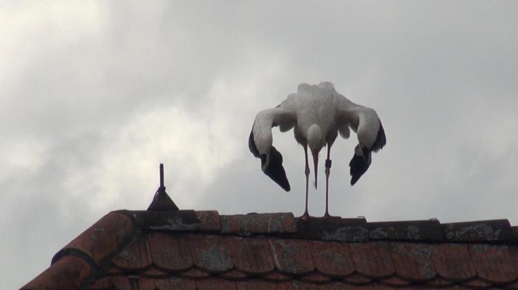 Storch auf Hausdach