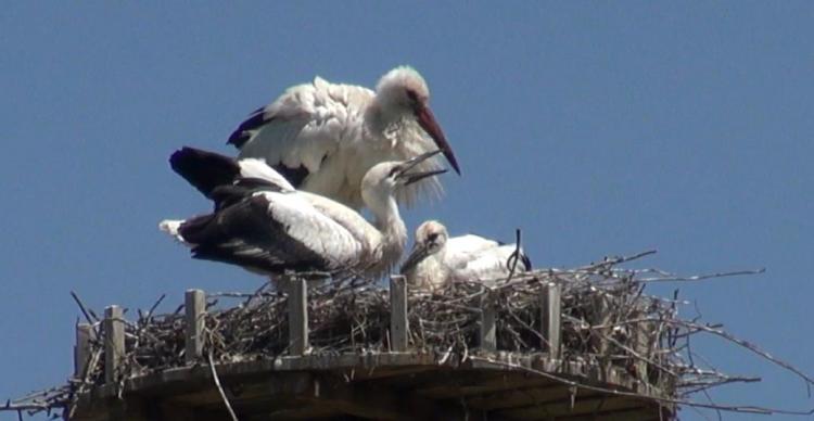 Fütterung der Jungvögel