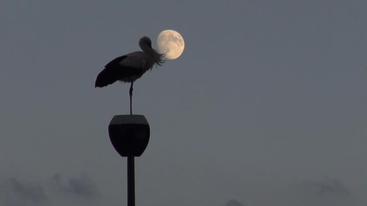 Storch vor Vollmond