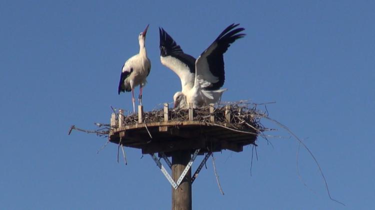 Fütterung der Jungvögel