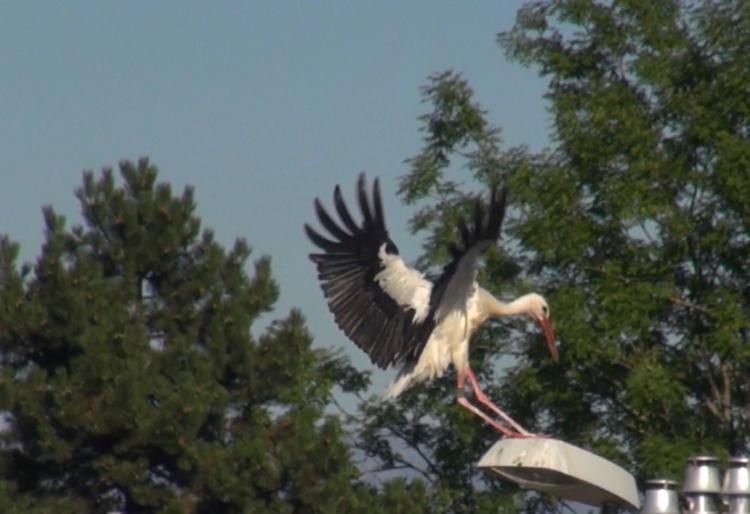 Storch im Anflug