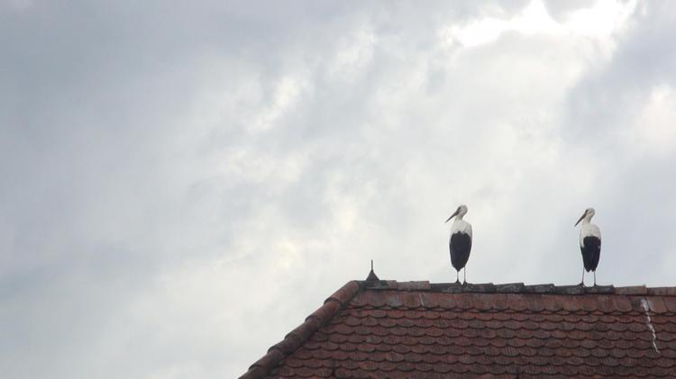 Storchen auf Hausdach