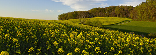 Rapsfelder bei Düdingen 
