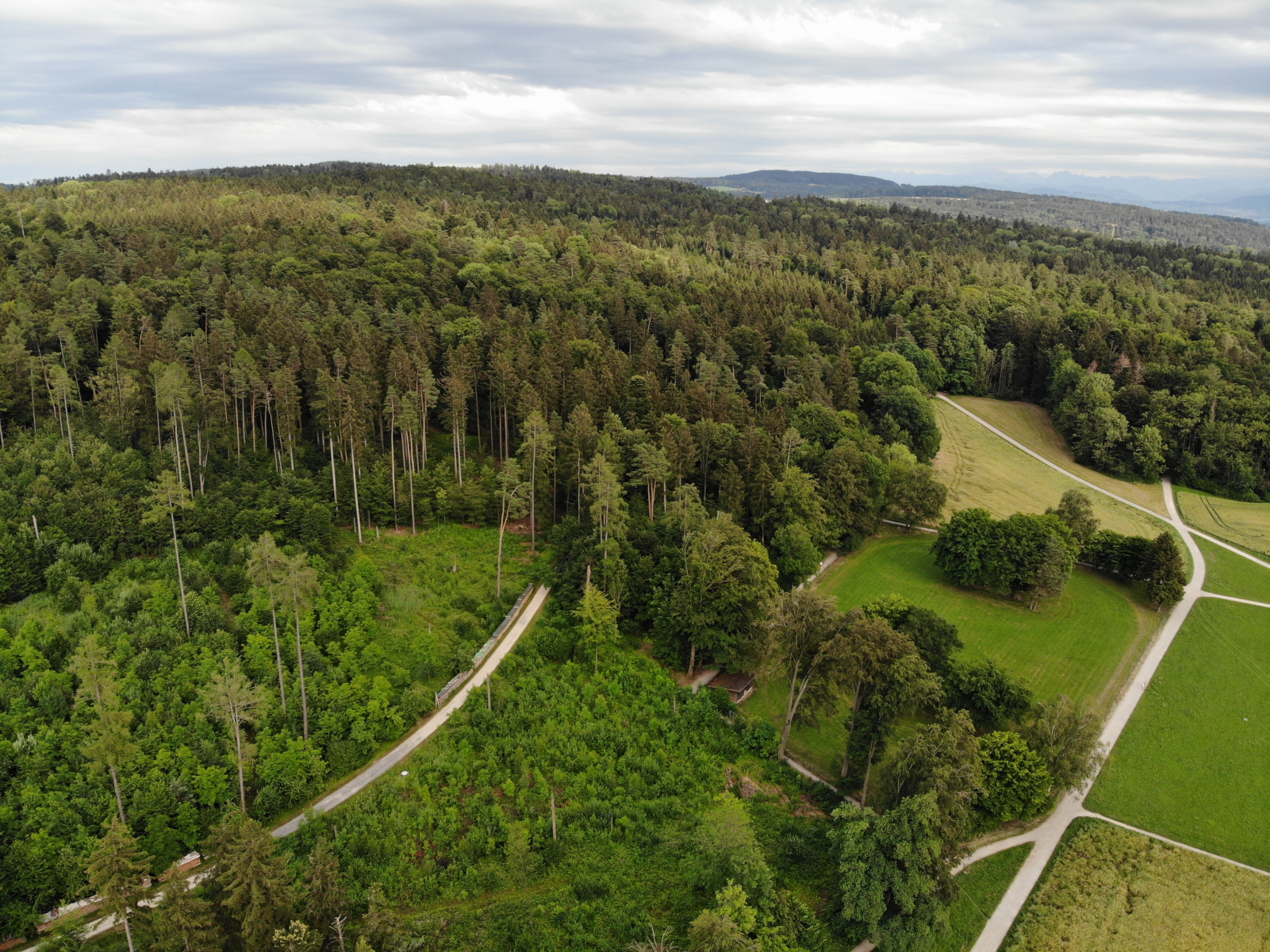 Zolliker Wald