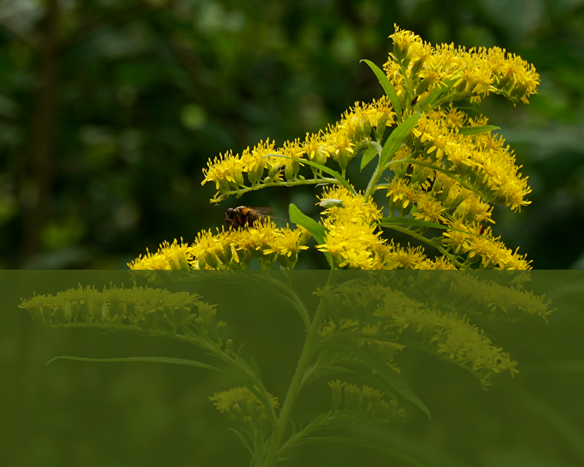 Zollikon Neophytenranger in Zollikon
