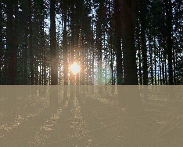 Wald