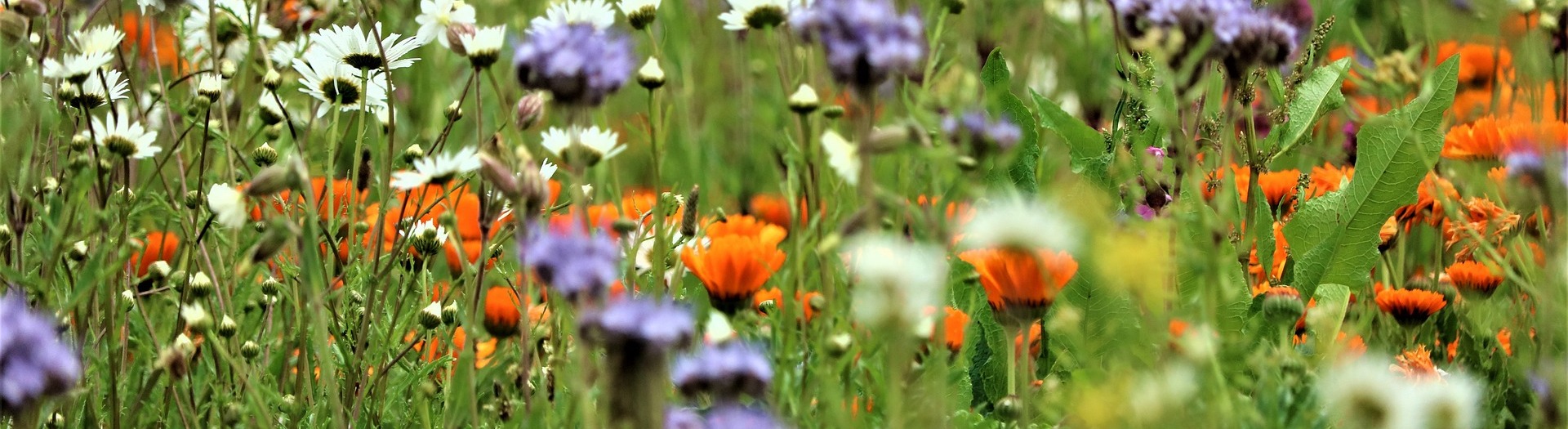 Blumenwiese