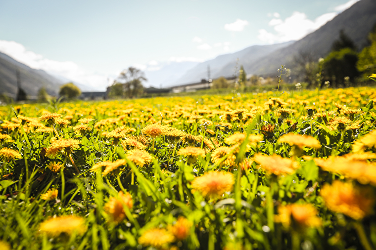 Blumen