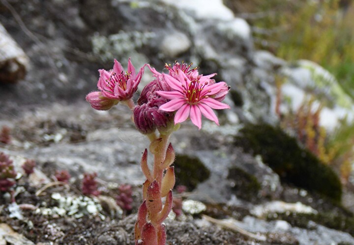 Symbolbild Blume