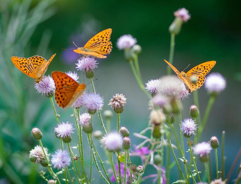 Biodiversität