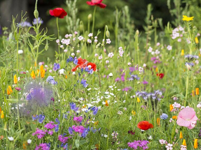 Blumenwiese Frühling